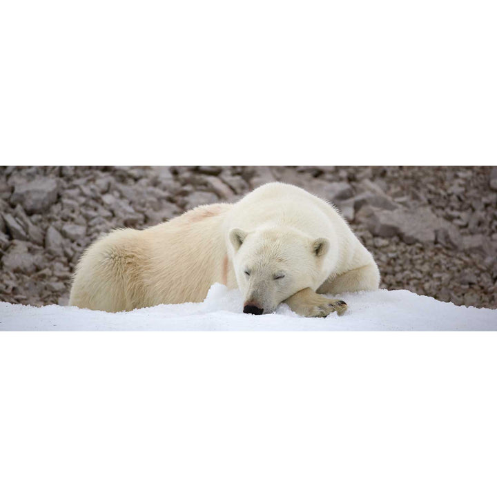 Sleeping Polar Bear II, Svalbard