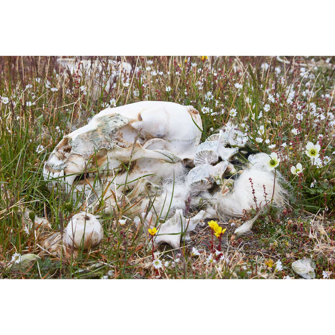 Polar Bear Bones, Svalbard