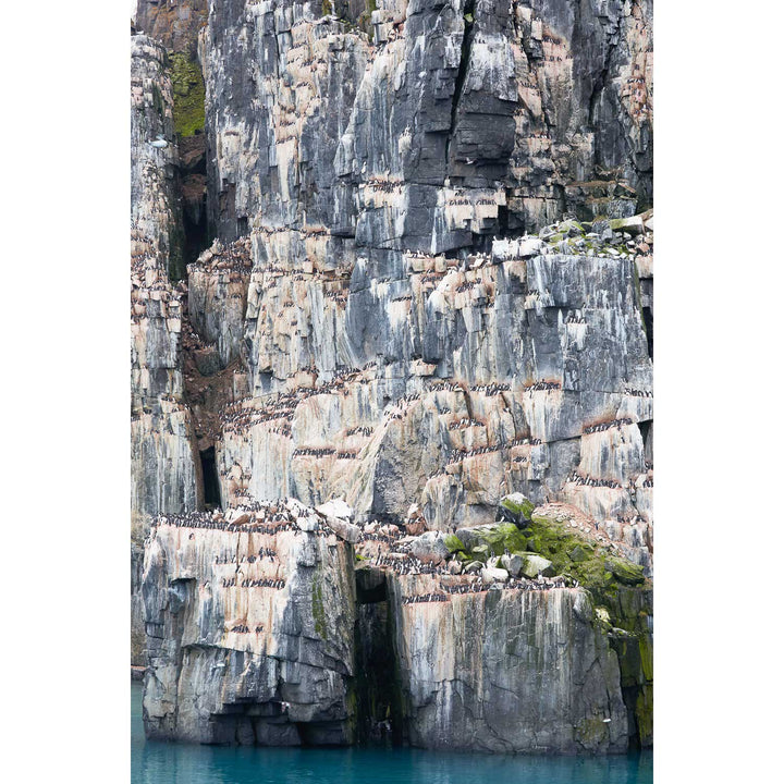 Cliff Detail, Alkefjellet