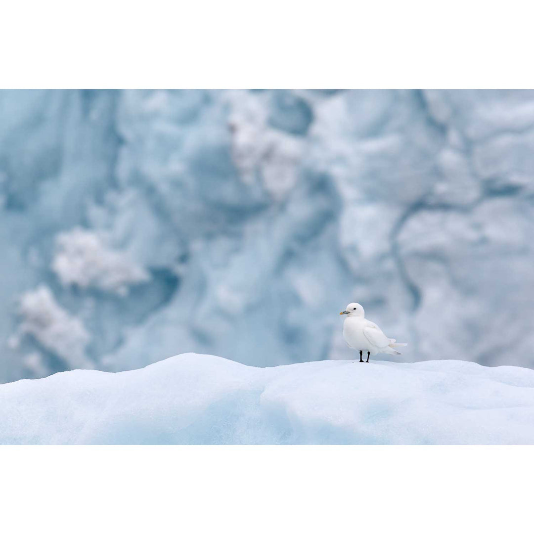 Ivory Gull, Svalbard