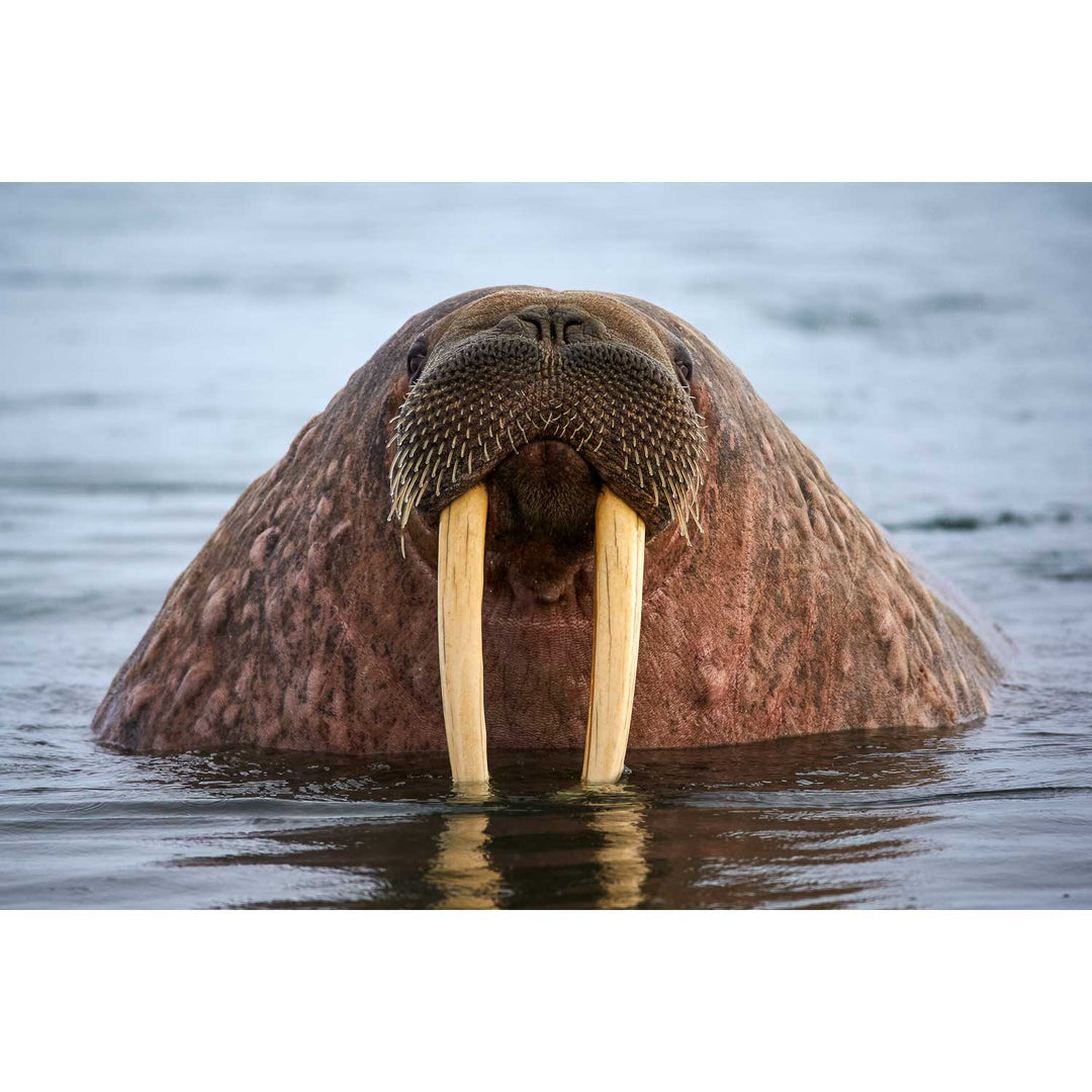 Curious Walrus, Svalbard