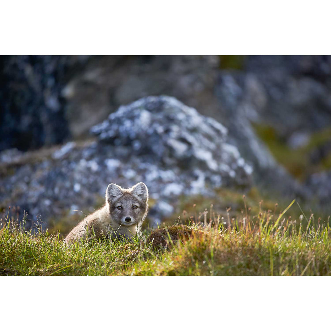 Arctic Fox Cub I, Svalbard