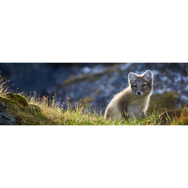 Arctic Fox Cub II, Svalbard