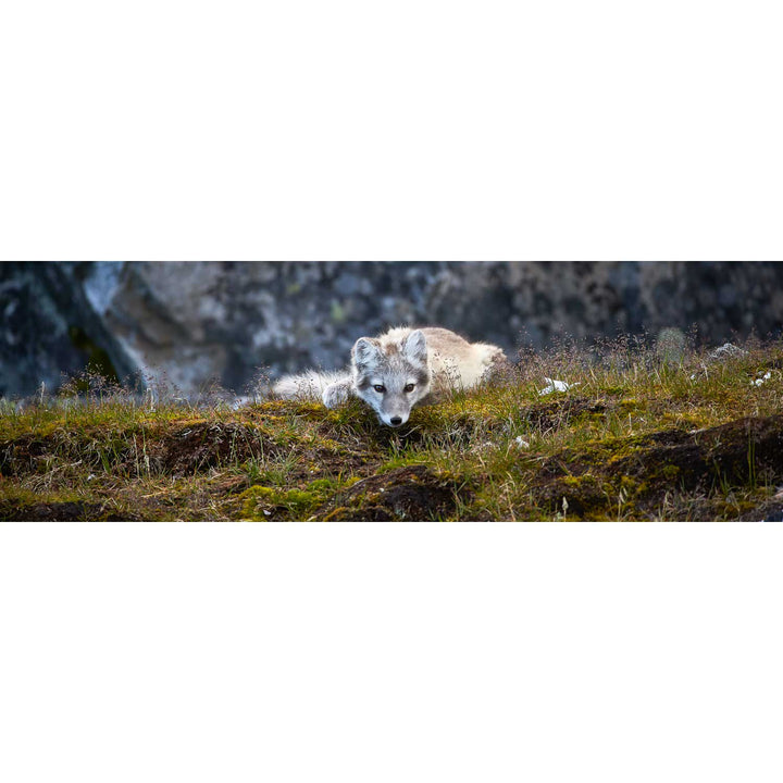 Arctic Fox Cub III, Svalbard