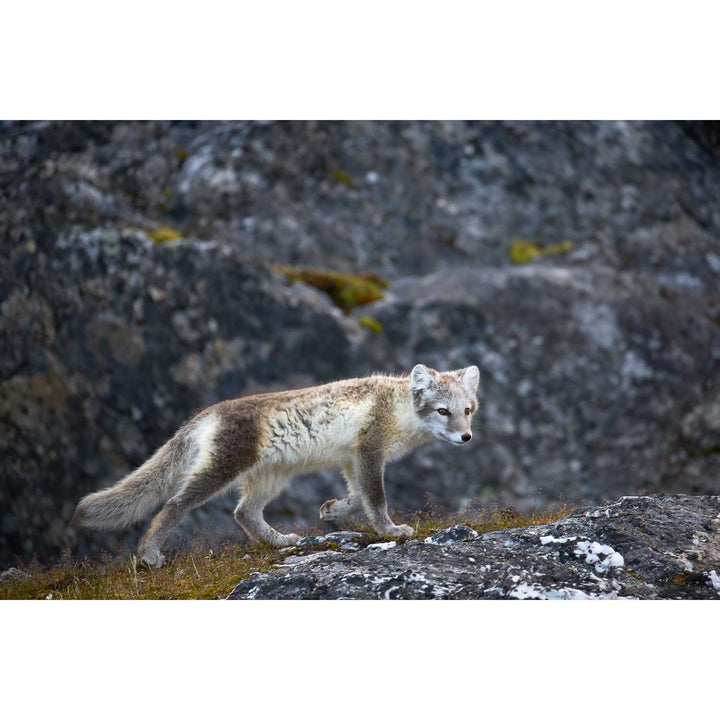 Arctic Fox Cub IV, Svalbard