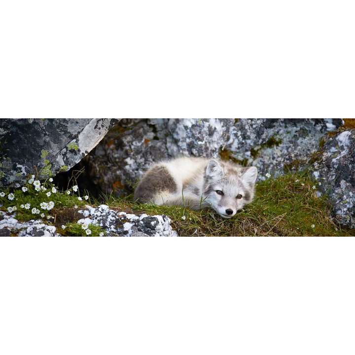 Arctic Fox Cub V, Svalbard