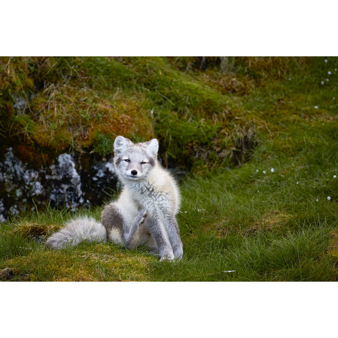 Arctic Fox Cub VI, Svalbard