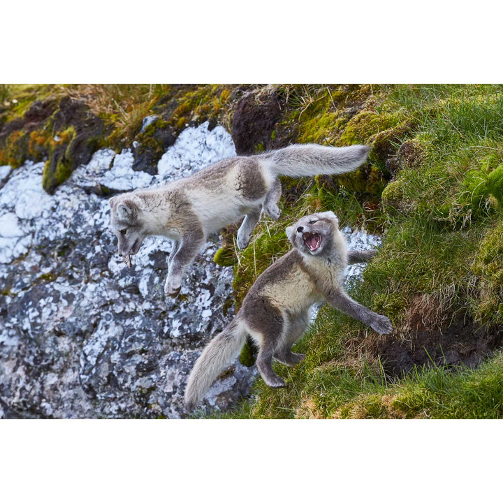 Arctic Fox Cubs at Play, Svalbard.