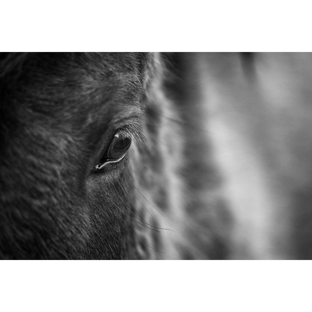 Icelandic Horse, Iceland