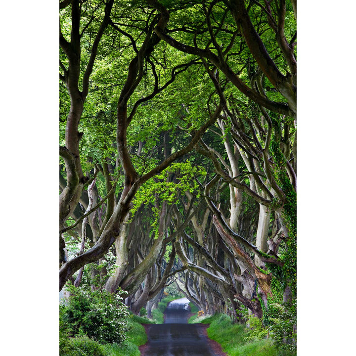 The Dark Hedges, Co. Antrim