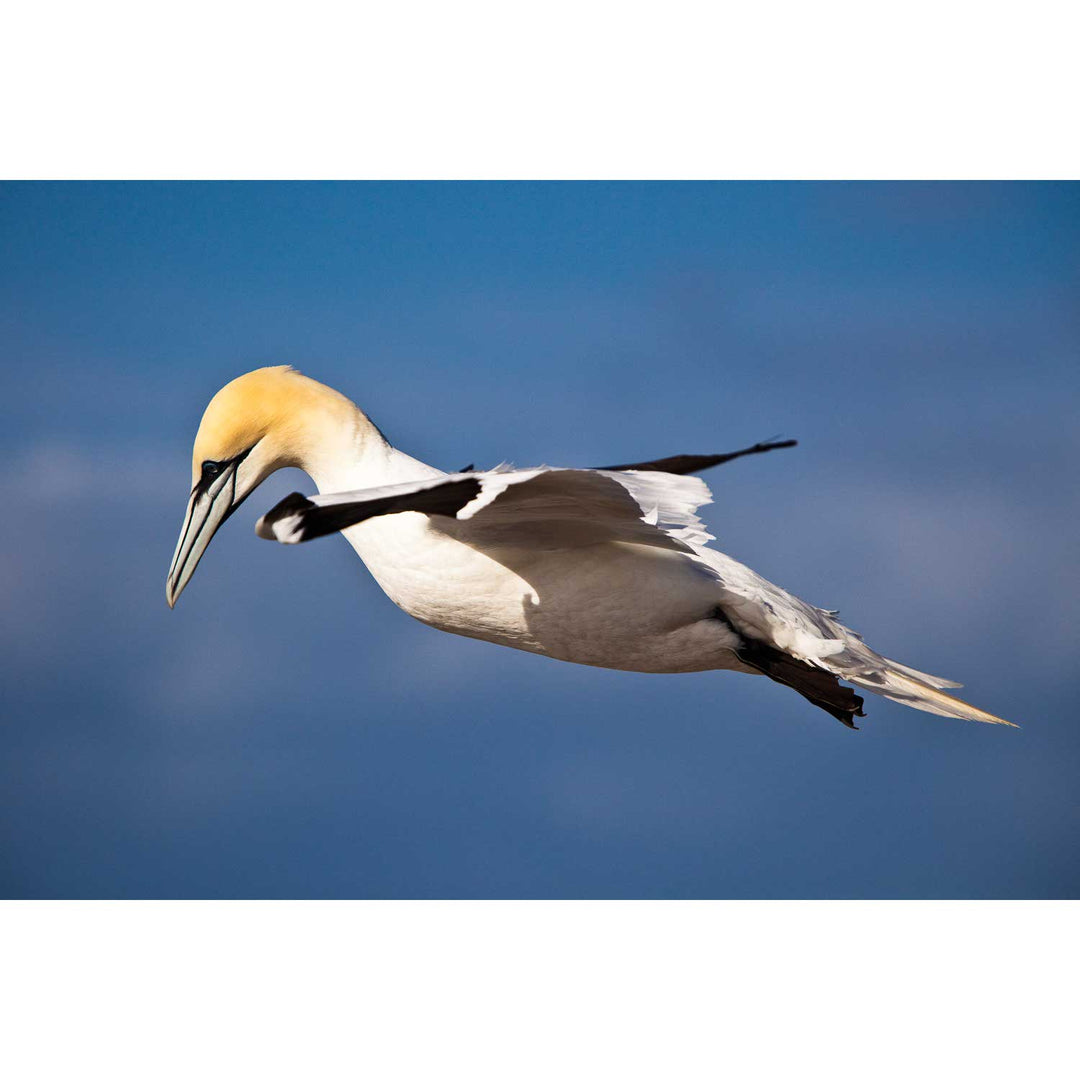 Gannet, Bull Rock, Co. Cork