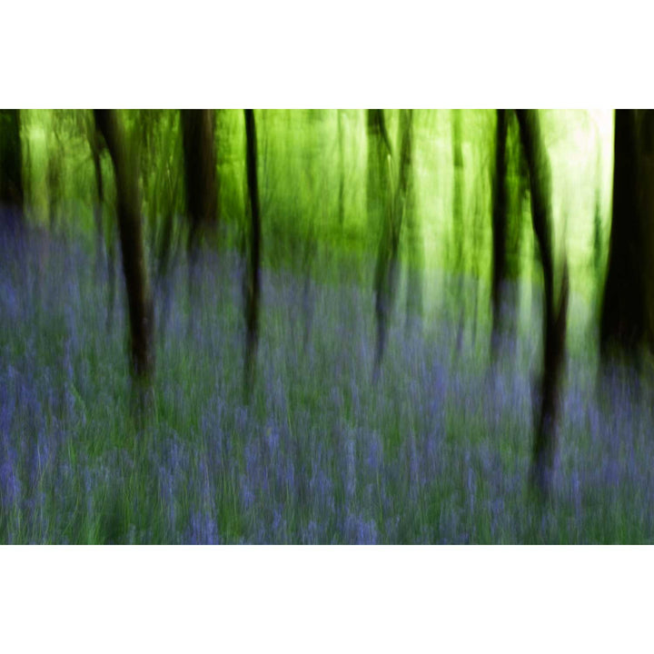 Bluebell Woods, Co. Cork