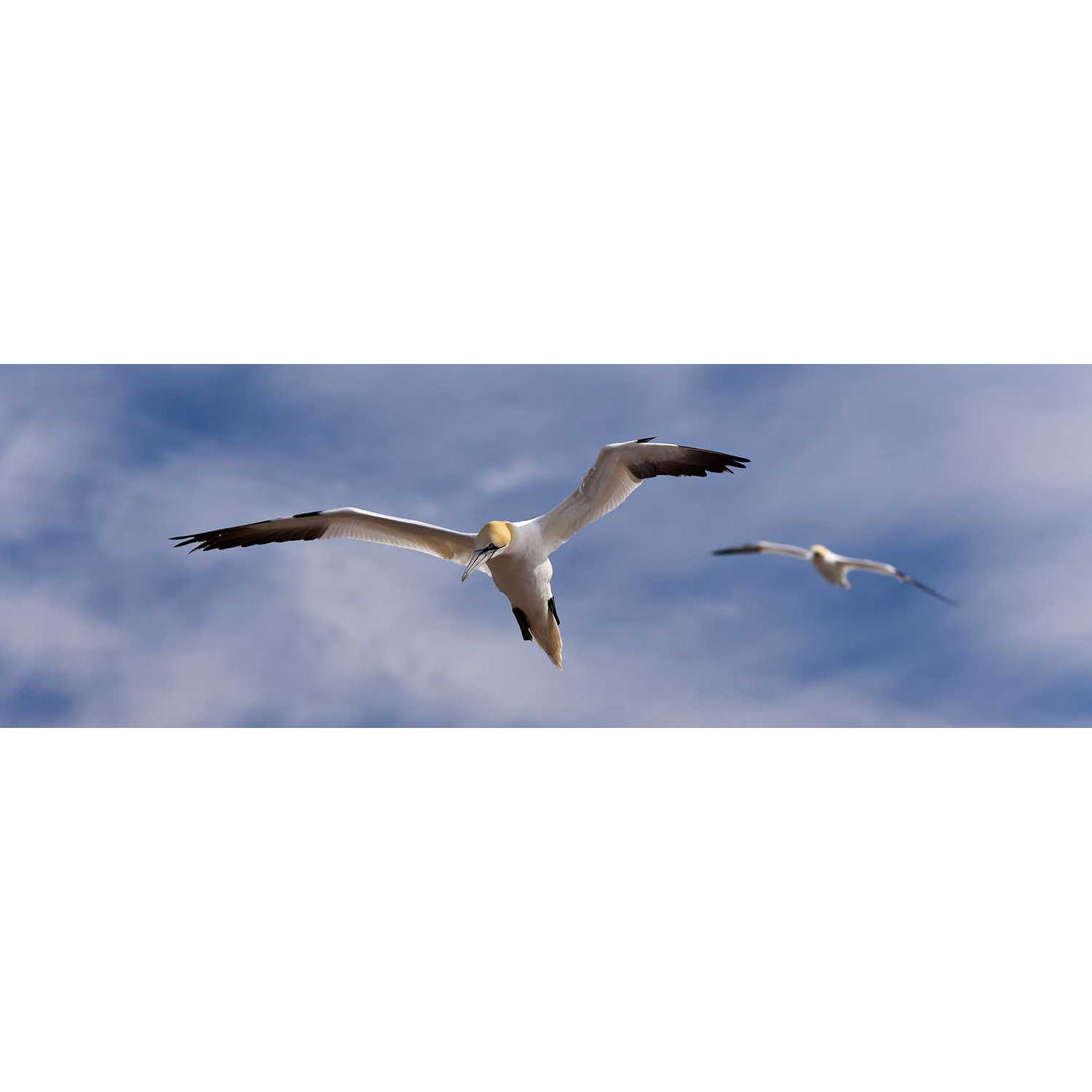 Gannets at Bull Rock Lighthouse