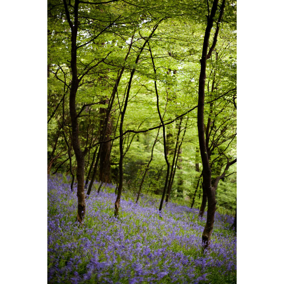 Fairytale Woods, Courtmacsherry, Co. Cork