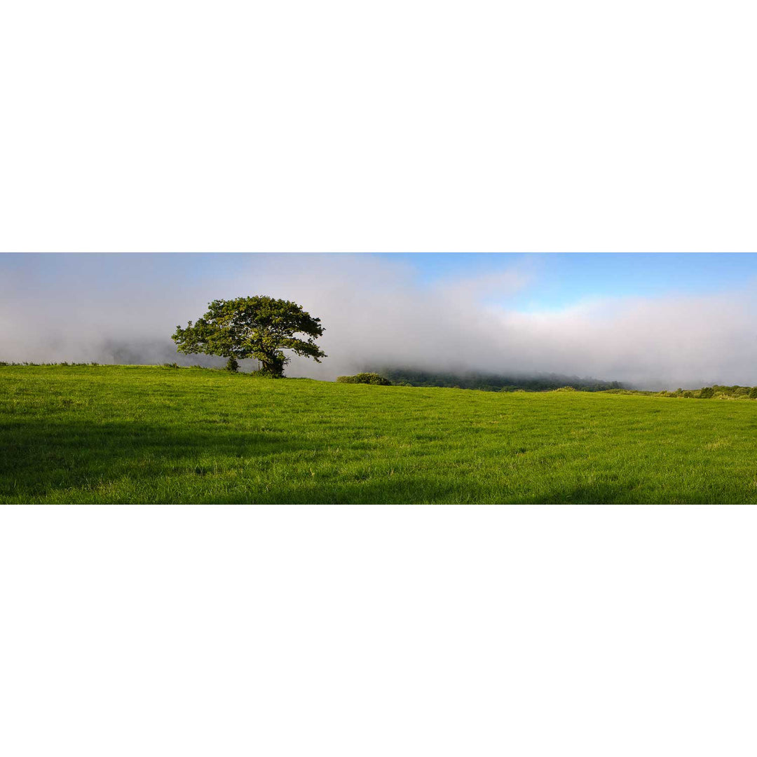 Ballingeary Lone Tree, Co. Cork