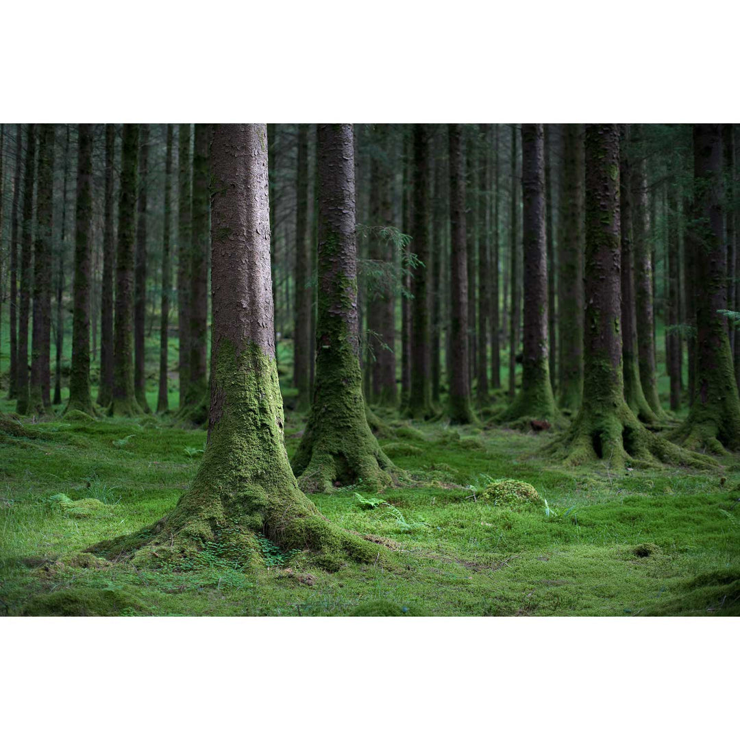 Woods, Gougane Barra, Co. Cork