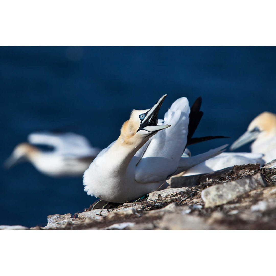 Angry Gannet, Bull Rock, Co. Cork