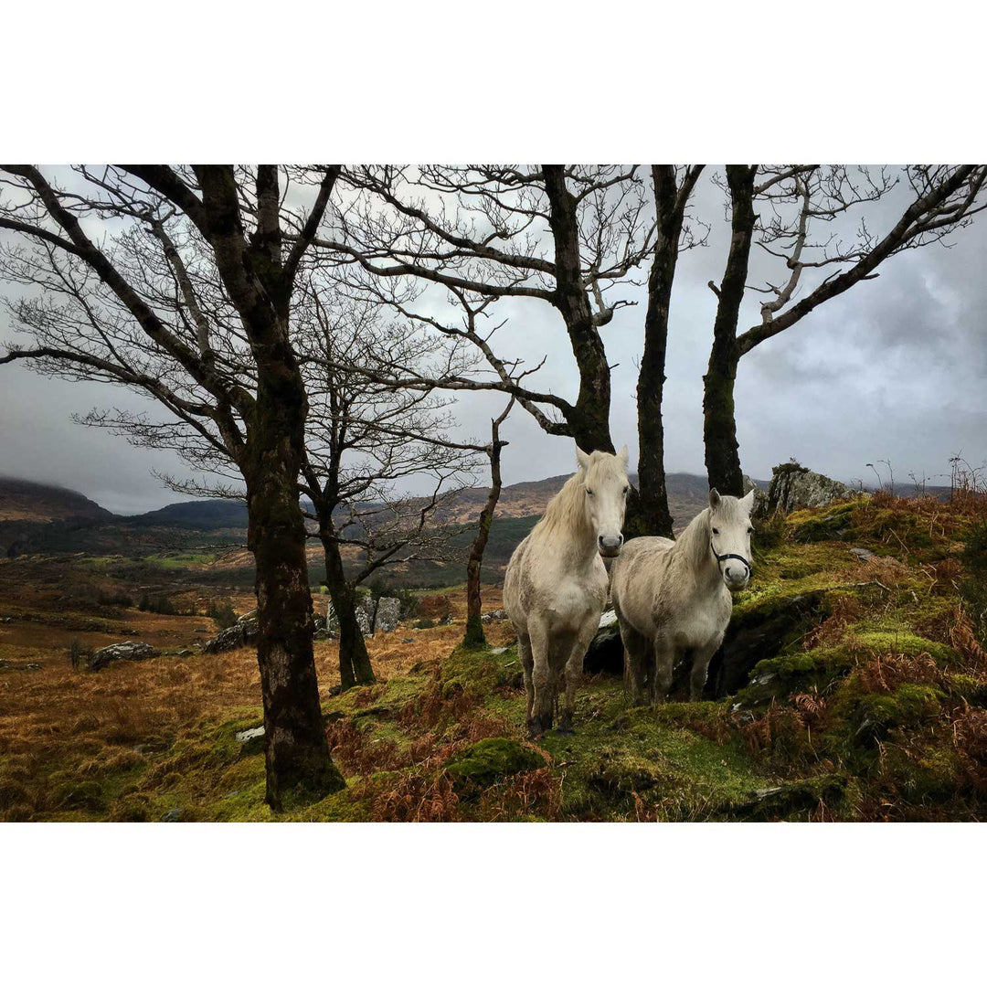 Horses, Gougane Barra, Cork