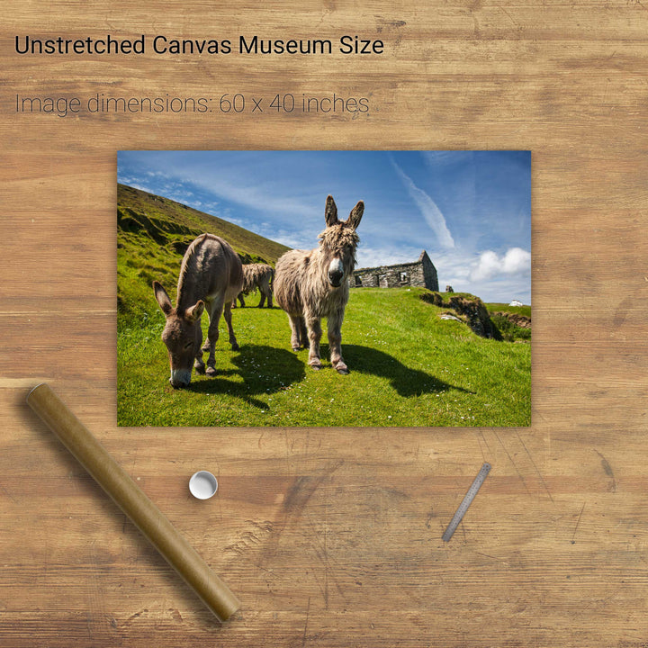 Donkeys, Great Blasket Island, Co. Kerry