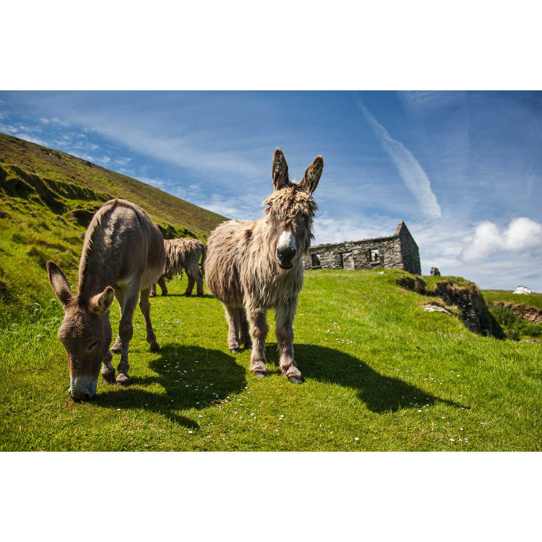 Donkeys, Great Blasket Island, Co. Kerry