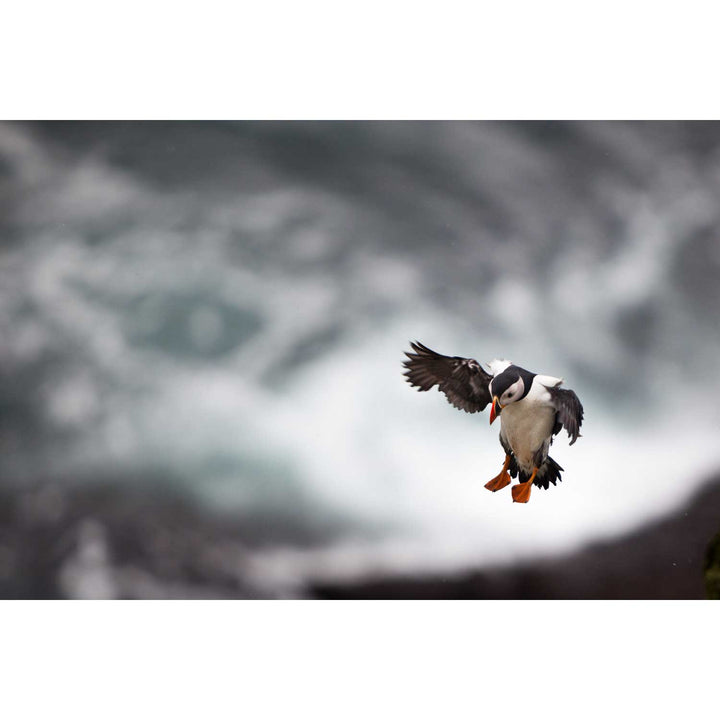 Puffin Landing, Skellig Michael, Co. Kerry