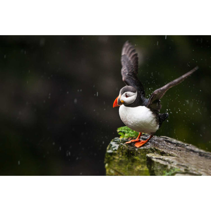 Puffin, Skellig Michael, Co. Kerry