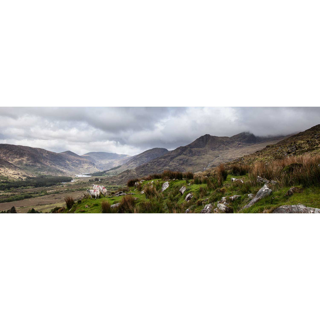 Sheep, the Black Valley, Co. Kerry