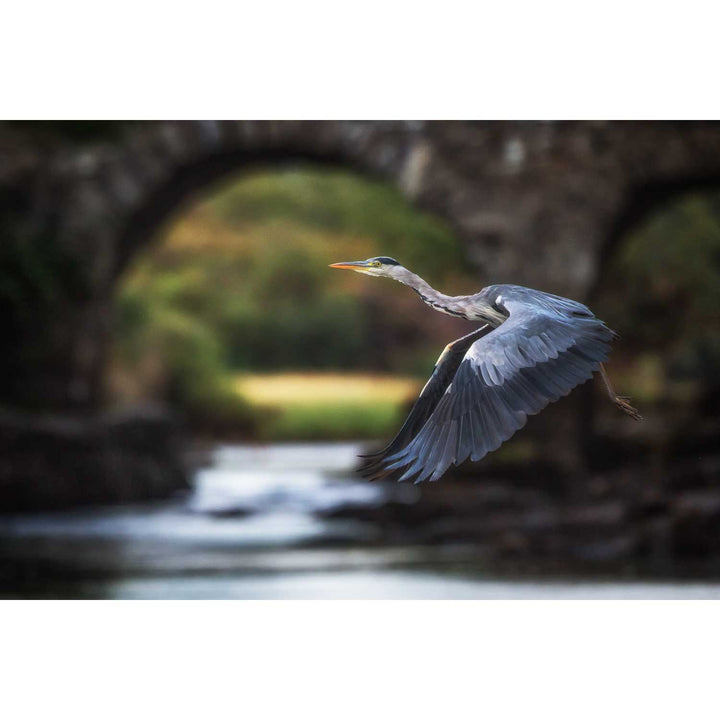 Heron, Meeting of the Waters, Killarney, Co. Kerry