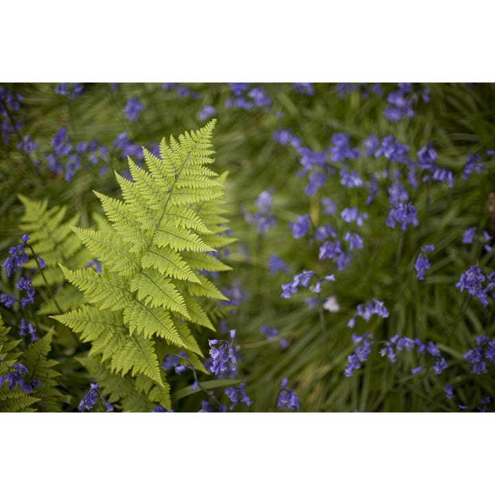 Fern with Bluebells, Muckross, Killarney, Co. Kerry