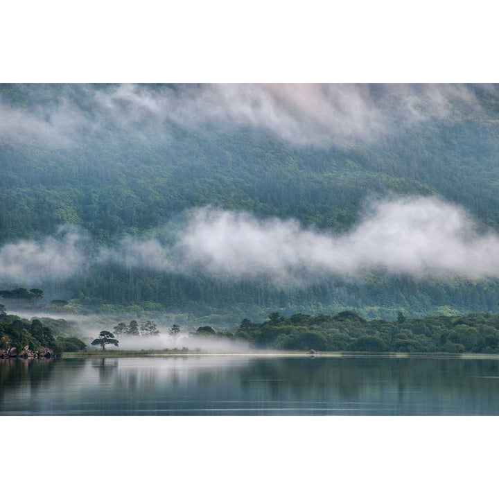 Lone Tree, Lough Leane, Killarney, Co. Kerry