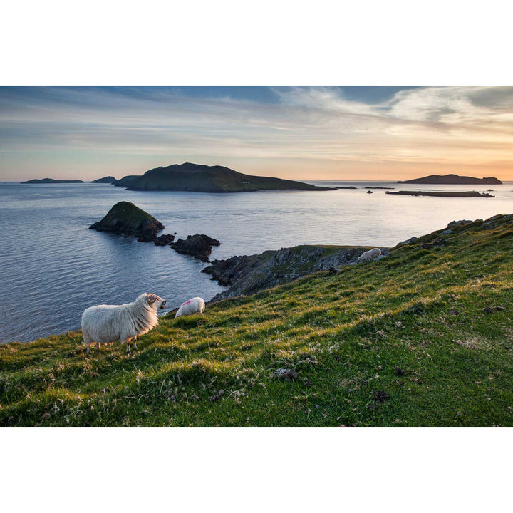 Dunmore Head with Sheep, Co. Kerry