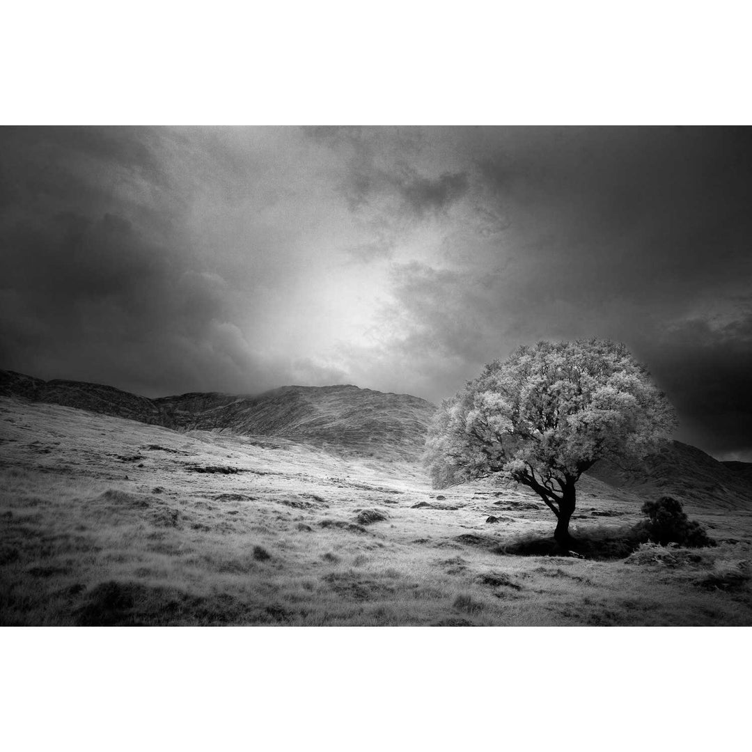 Lone Tree, Partry Mountains, Co. Mayo