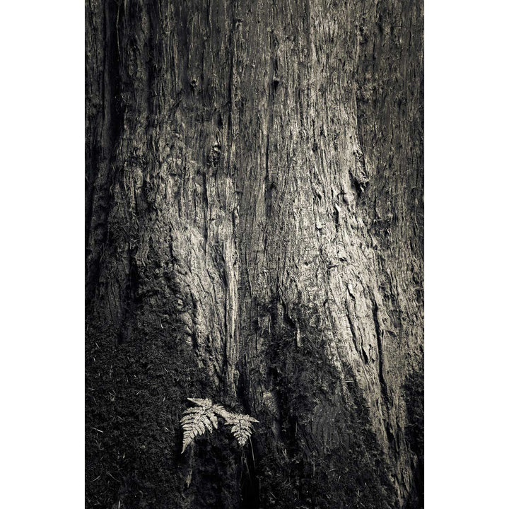 Fern and Tree, Cong, Co. Mayo