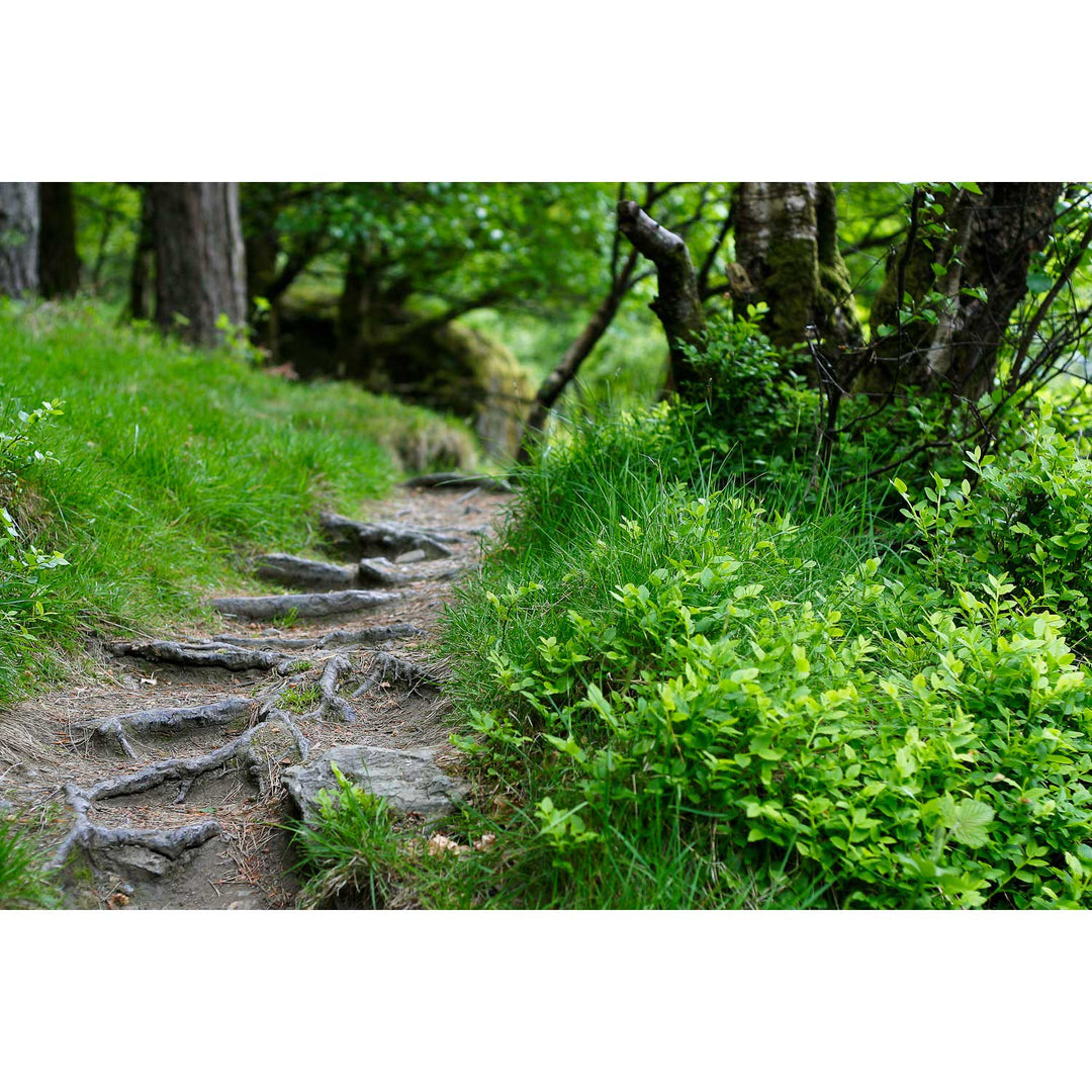 Forest Trail, Glendalough, Co. Wicklow